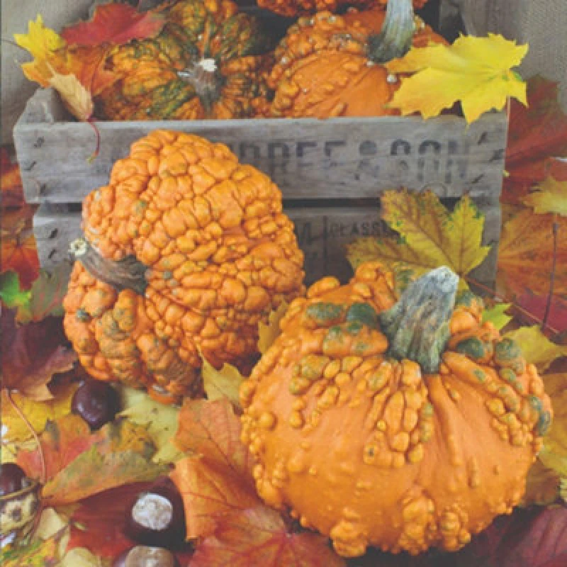 Image of Thompson & Morgan Zombie Pumpkin Seeds - Grotesquely Warty Halloween Pumpkin - Half-Hardy Annual - 5 Seeds