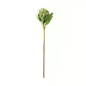 Image of Large Green Protea