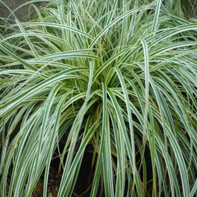Image of Thompson & Morgan Carex Feather Falls 9Cm Potted Plant X 1