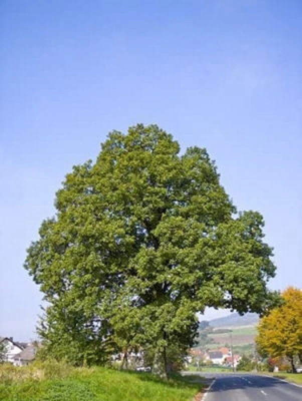 Image of Inspirational Gifting 3-4ft Sessile Oak (Quercus Petraea) Bare Root Hedging Plants Tree Sapling - Pack Of 10