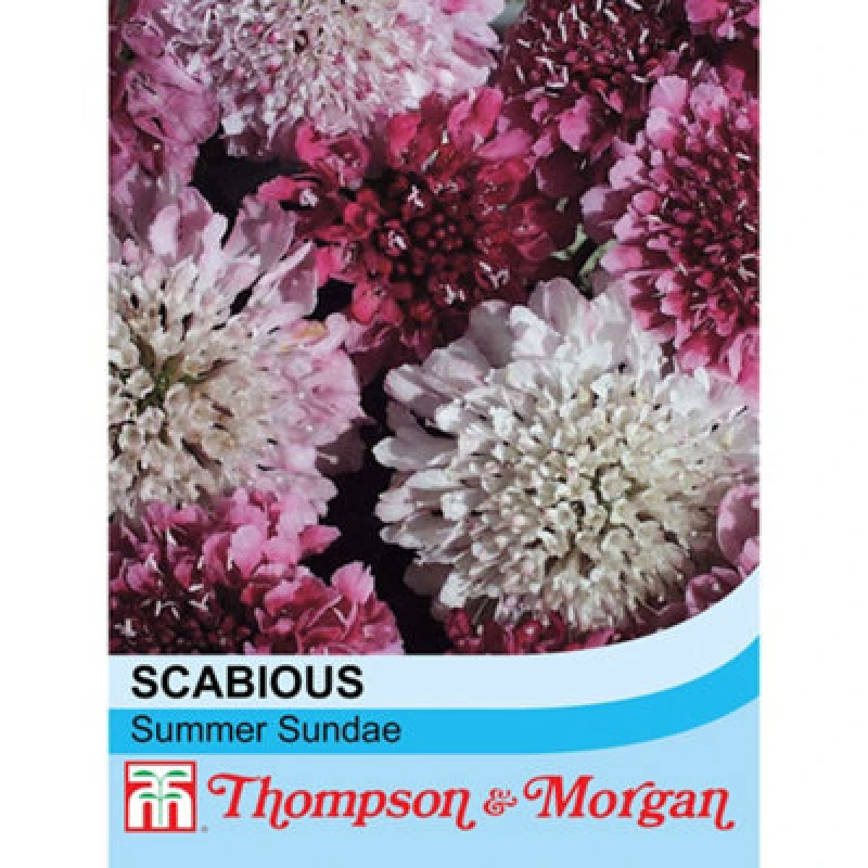 Image of Thompson & Morgan Scabiosa Summer Sundae 1 Seed Packet (50 Seeds)