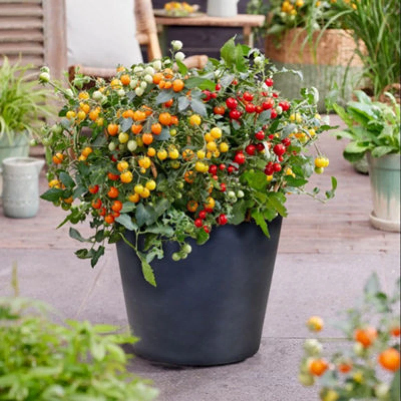 Image of Tomato Tiny Temptations Mixed Half-Hardy Trailing Cherry Fruits 1 Packet X 6 Seeds By Thompson & Morgan