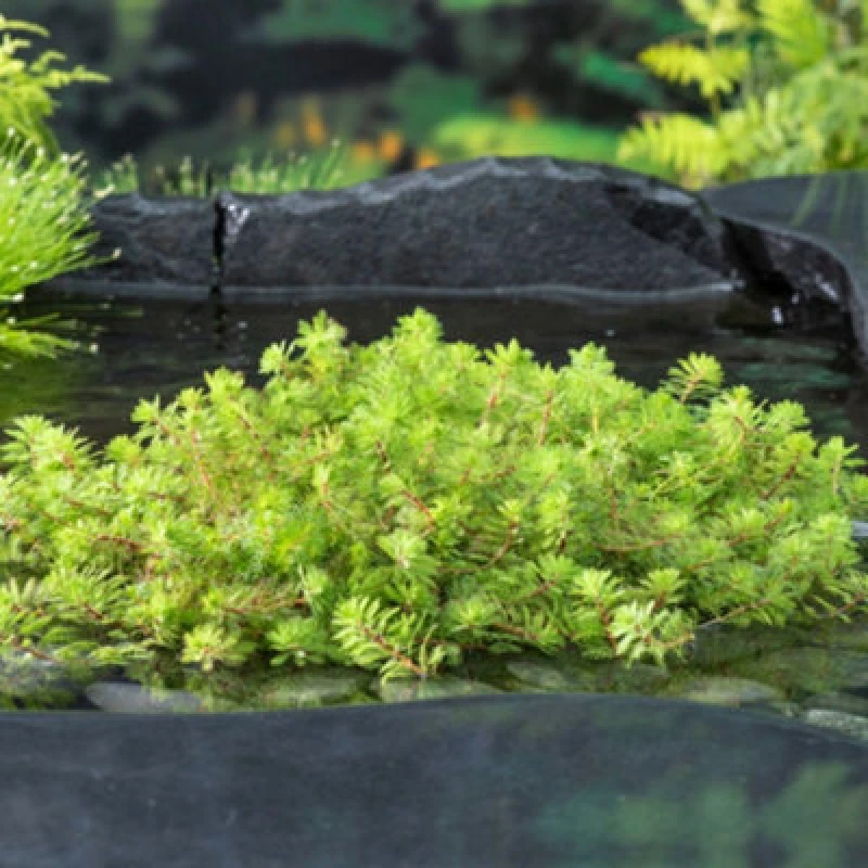 Image of Thompson & Morgan Myriophyllum Rubricaule 11Cm Basket X 1