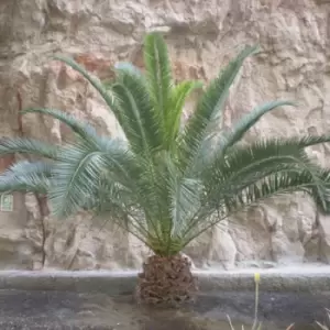 Image of YouGarden Pair of Hardy Phoenix Palms