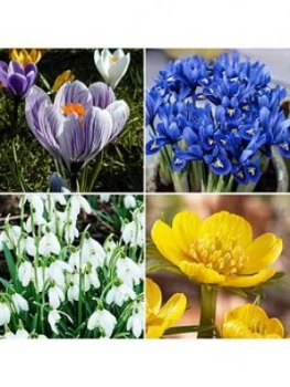 Image of Early Flowering Bulb Collection 90 Bulbs