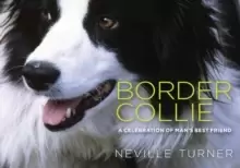 Image of Border Collie