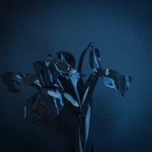 Image of The Rifts