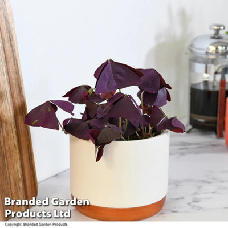 Image of Thompson & Morgan Houseplant Oxalis Triangularis Mijke 12Cm Potted Plant X 1