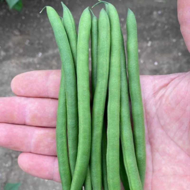 Image of Thompson & Morgan Dwarf French Bean Quartz Seeds - Heat-Tolerant High-Yielding Disease-Resistant. Easy Grow Vegetable Pods. 120 Seeds.
