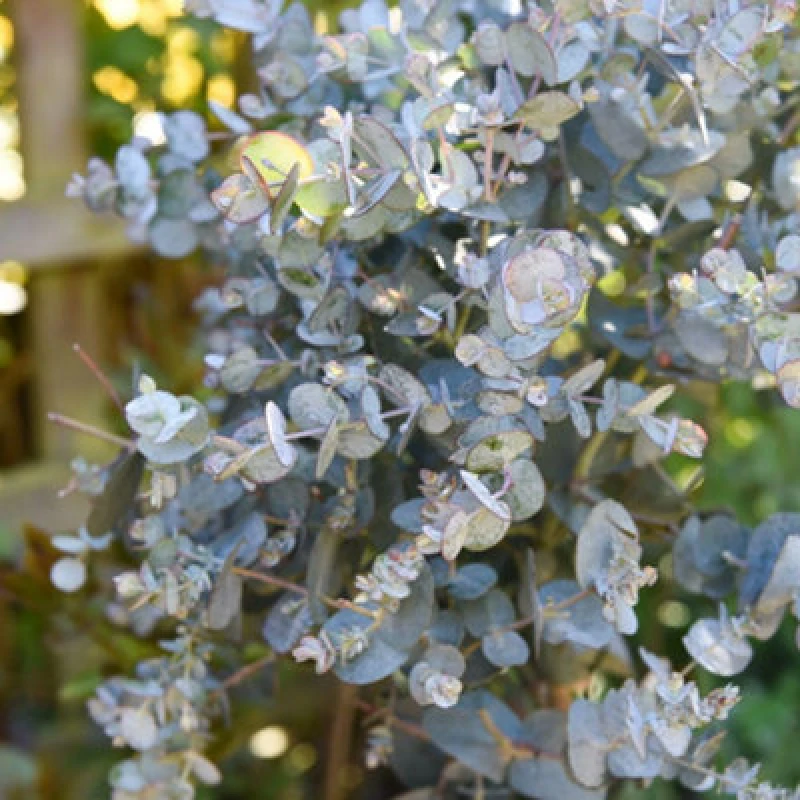 Image of Thompson & Morgan Eucalyptus Gunnii 1.5 Litre Potted Plant X 2