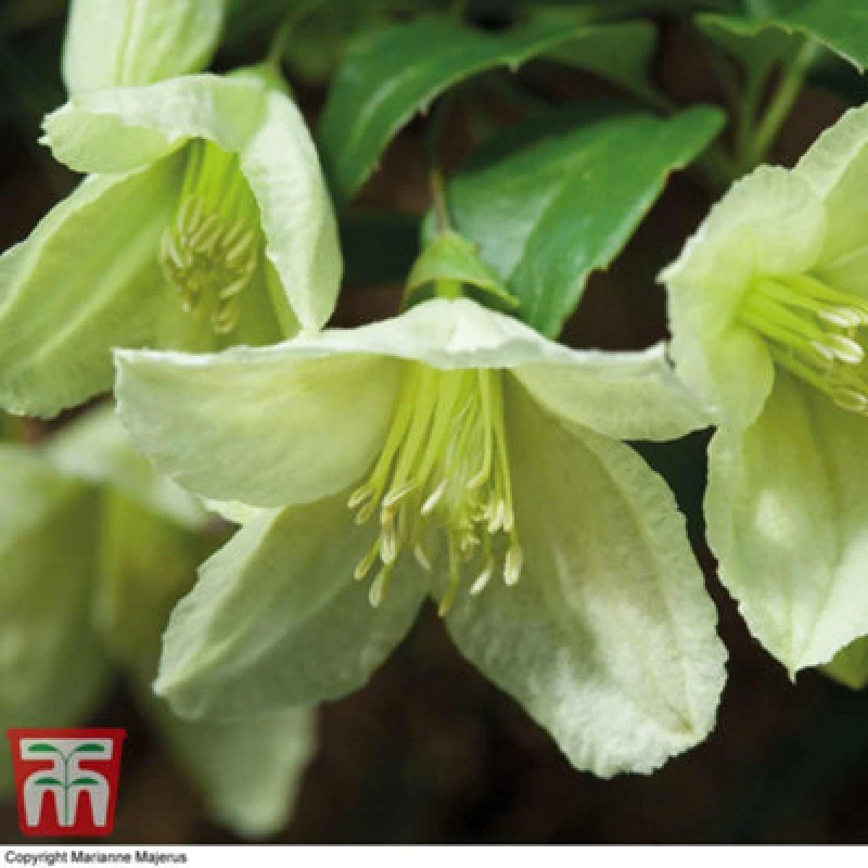 Image of Thompson & Morgan Clematis Cirrhosa Jingle Bells 3 Litre Potted Plant X 1