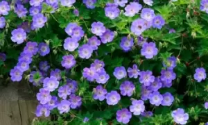 Image of Geranium Hardy Rozanne Plant, Two, Orange