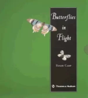 Image of butterflies in flight