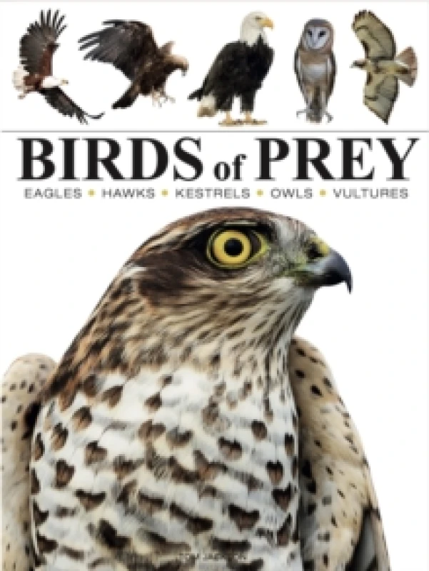Image of Birds of Prey Paperback / softback