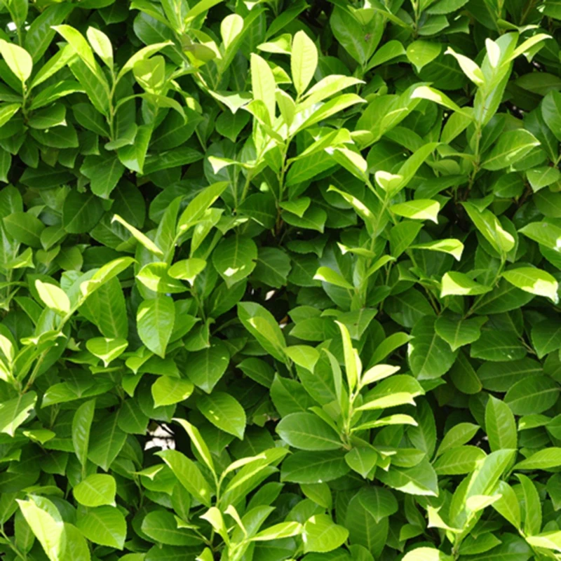 Image of YouGarden Prunus laurocerasus (Laurel) 9cm x12 Trees and Shrubs 12x9cm pot Green 38466515000