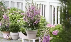 Image of Foxglove Panther Plants, 10