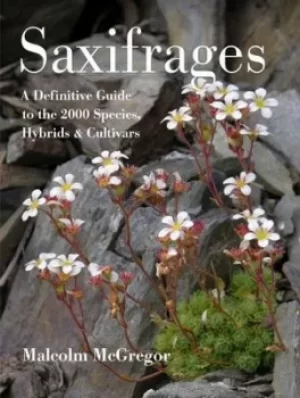 Image of Saxifrages by Malcolm McGregor