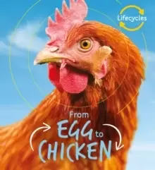 Image of Lifecycles: Egg to Chicken