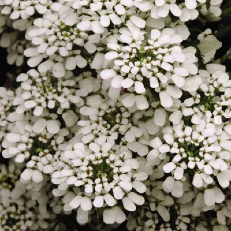 Image of Thompson & Morgan Candytuft Giant Hyacinth Flowered 1 Seed Packet (300 Seeds)