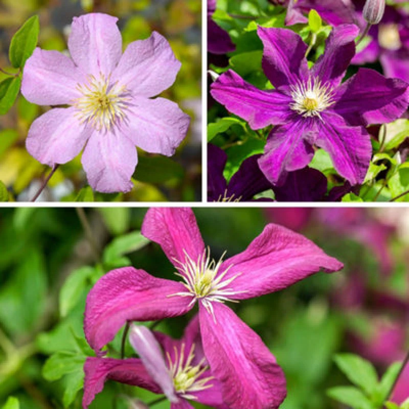 Image of YouGarden Clematis Summer Collection (3 x 9cm Pots) Multi unisex 3x9cm pots