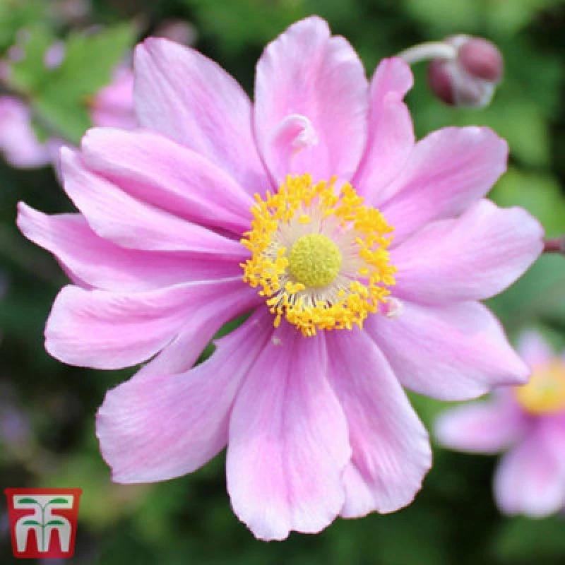 Image of Thompson & Morgan Anemone Hybrida Serenade 3 Litre Potted Plants X 1