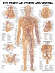 Image of Vascular System and Viscera Anatomical Chart