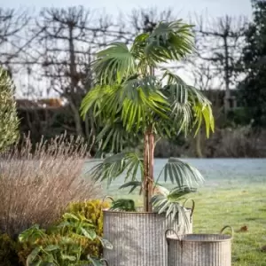 image of Crossland Grove Chinese Fan Palm H1680Mm