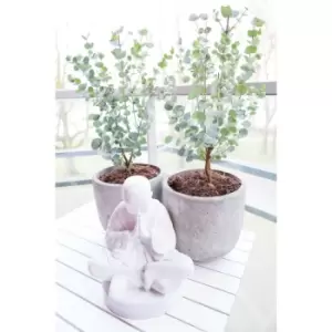 Image of Eucalyptus Gunnii Azura in 13cm Pot