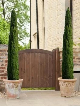 Image of Pair Of Italian Cypress Trees 80-100Cm Tall