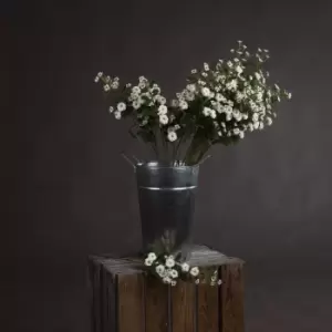 Image of White Wild Meadow Rose