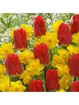 image of Early Red Tulip & Narcissus Tete A Tete X100