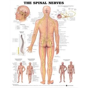 Image of The Spinal Nerves Anatomical Chart 2001 Wallchart