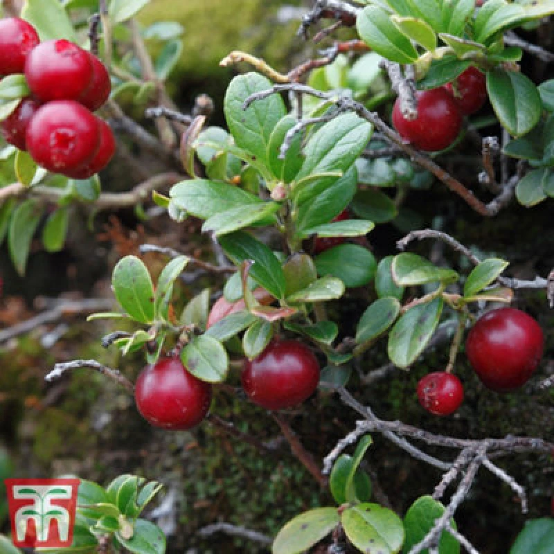 Image of Thompson & Morgan Cranberry Pilgrim 9Cm Potted Plant X 1