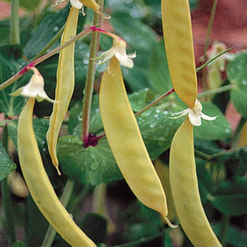 Image of Thompson & Morgan Pea Golden Sweet 1 Seed Packet