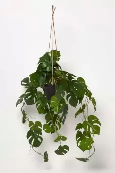 Image of Green Monstera Leaf Vine Hanging Plant 105 cm