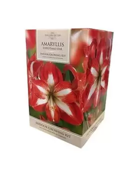 image of Amaryllis Gift Pack - Christmas Star