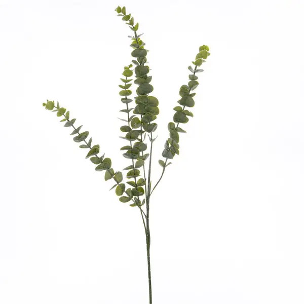 Image of Gunnii Eucalyptus Spray